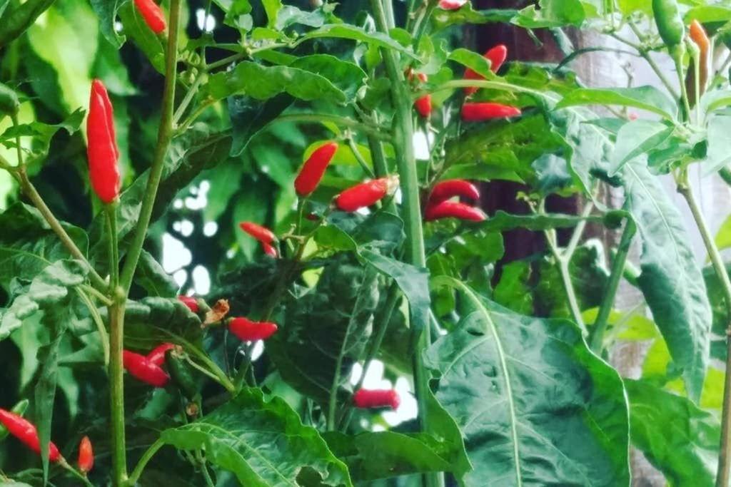 Condominio Shambala Piri 피라노폴리스 외부 사진