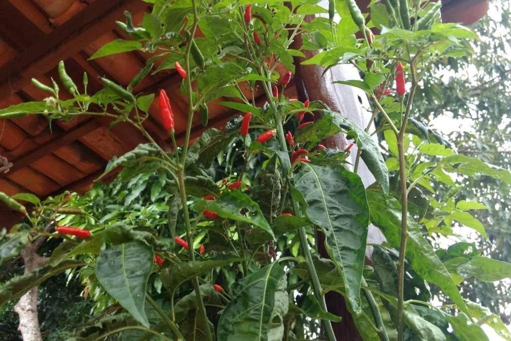 Condominio Shambala Piri 피라노폴리스 외부 사진